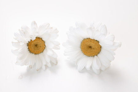 Two white daisies on a white background. studio shot.の写真素材