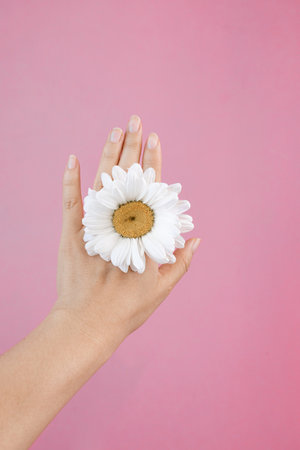 Hand holding a daisy flower on a pink background with copy space