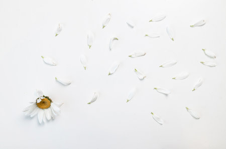 Chamomile flowers and petals on a white background.の写真素材
