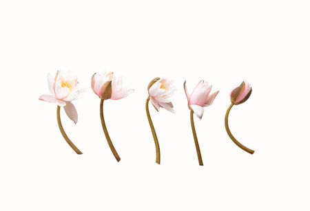 Pink lotus flowers isolated on white background. water lily.