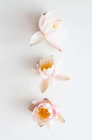 Beautiful lotus flowers on white background. Flat lay, top view.の写真素材