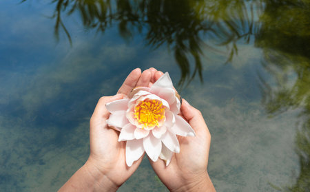 Lotus flower in hand on a background of water and green leavesの写真素材