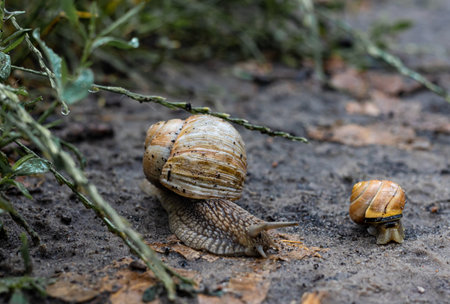 two snails crawling on the ground in the rain. close upの写真素材