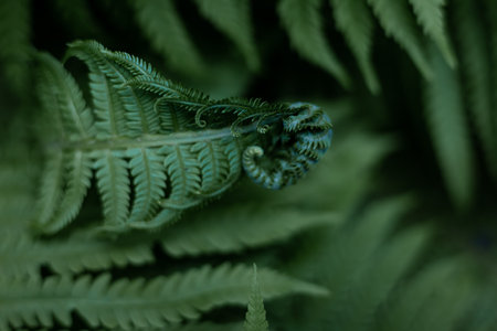 Close up of green fern leaves in the garden. Selective focus.の写真素材