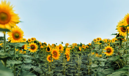 Sunflower field with blue sky background, Sunflower blooming in gardenの写真素材
