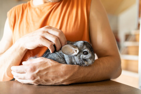 Man in orange t-shirt holding cute gray chinchilla.の写真素材