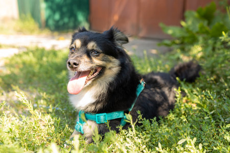 Cute black and brown dog with tongue out sitting in the grassの写真素材