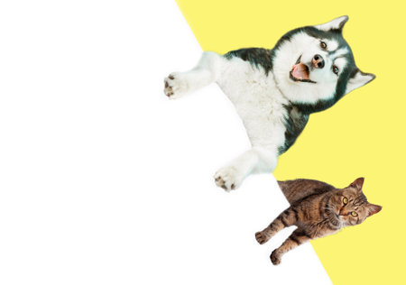 Banner two pets. Husky dog and cat, hanging its paws in a blank. Isolated on yellow background.
