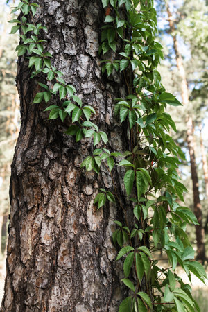 Ivy growing on the trunk of a tree in the forest.の写真素材