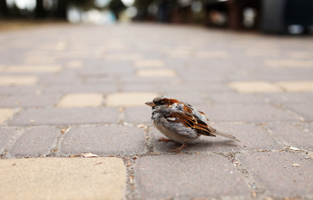 A sparrow sits on the pavement in the park. selective focus.の写真素材