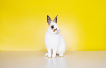 Cute white rabbit sitting on a yellow background, easter conceptの写真素材