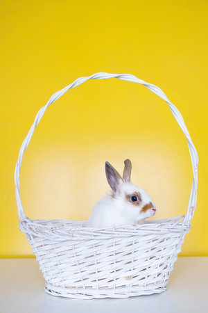 Rabbit in a basket on a yellow background. Easter concept.の写真素材