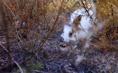 cute grey rabbit laying on messy dry grass field under the shadeの写真素材