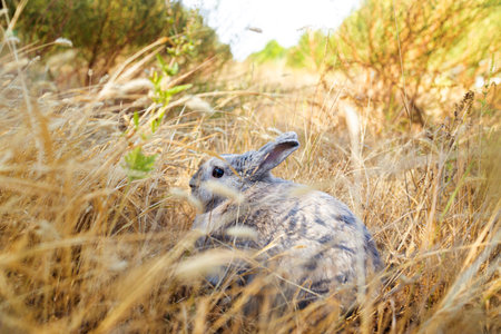 Fluffy grey bunny rabbit sitting on the dry grass over environment natural light background. Furry cute rabbit hare bunny tail wild-animal sitting single at outdoor. Easter animalの写真素材