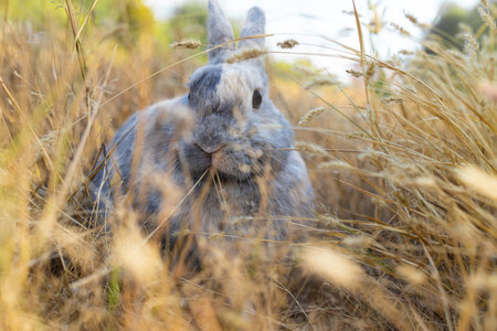 Fluffy grey bunny rabbit sitting on the dry grass over environment natural light background. Furry...