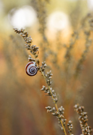 Snail shells on branches. Snails in the Rays of Sunlight on the Grass. Blurred orange nature background. Harmony in nature.の写真素材