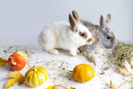 Two cute rabbits and pumpkins on a white background. Place for text.の写真素材