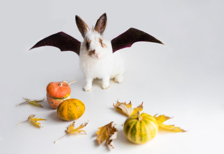 Little white rabbit and pumpkins on a white background. Happy Halloweenの写真素材