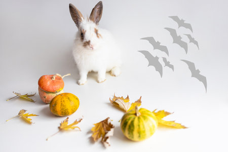 Cute little rabbit and pumpkins on white background. Happy Halloweenの写真素材