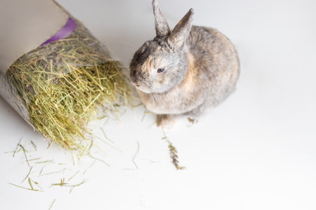 Rabbit and hay on white background, close up, selective focusの写真素材