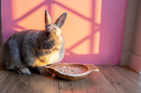 Bunnies eating time, grey bunny facing the camera and eating. Adorable fluffy bunny rabbits eating at home.の写真素材