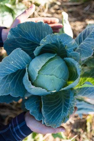 An overhead view of a head of cabbage that is plucked from the garden by the hands of a farmer of an unrecognizable woman. Fertile soil gives a good harvest. The harvest is underwaの写真素材
