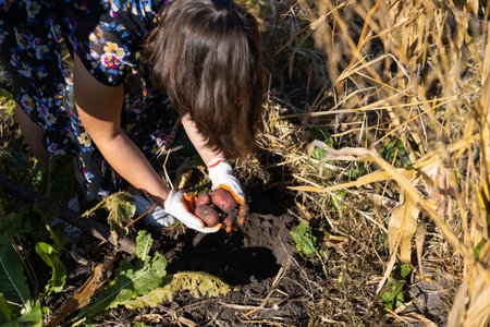 Hands picking fresh organic potatoes from the soilの写真素材