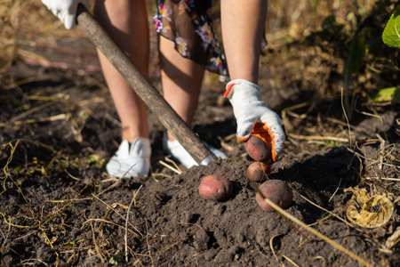 Close-up of a woman digging potatoes with a shovel in the gardenの写真素材
