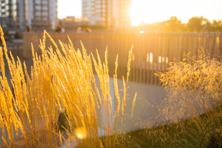 grass silhouette with cityscape at sunset. ears of sunlight wild grass silhouette a evening nature...