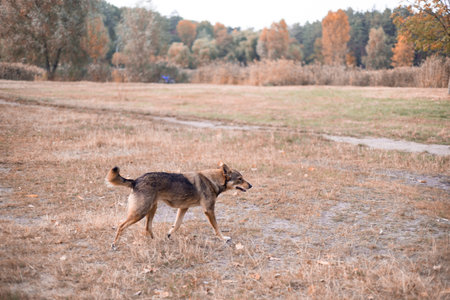 Dog in the autumn forest. The dog runs through the autumn park.