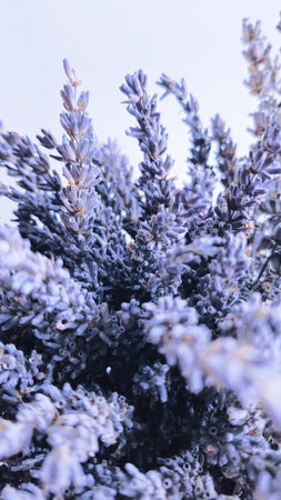 Top view of a bouquet of purple lavender flowers on a white background. Bouquet of lavandula flowers.の写真素材