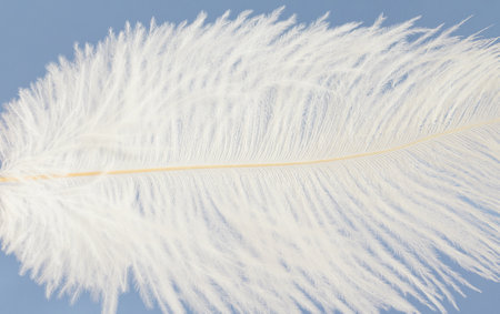 White feather on a blue sky background. Close-up photo.