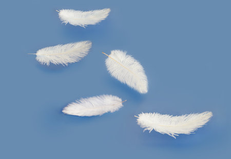 White feathers on a blue background. Flat lay, top view.