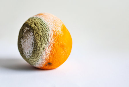 Moldy orange on a white background. Close-up.の写真素材