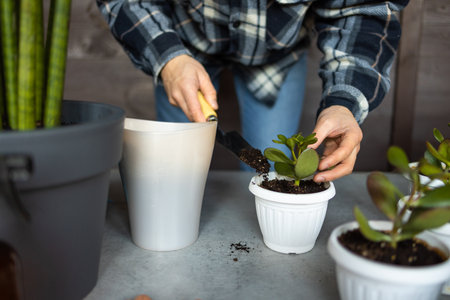 Hands of a man transplanting a plant into a new pot