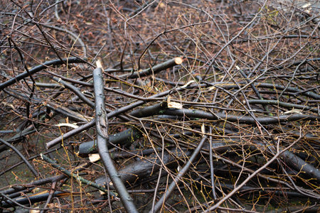 spring pruning of trees, cut tree trunks, cut branches of shrubs, mistletoe on branches, sanitary...