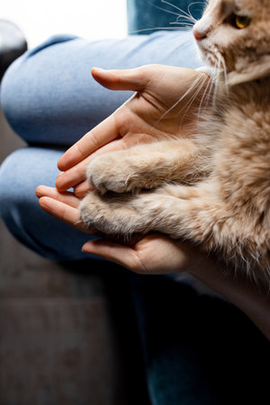 Cat's foot in the hand of humanの写真素材
