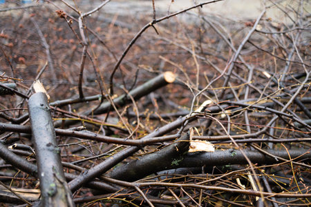tree branches in the forest, close up of tree branches in the forest