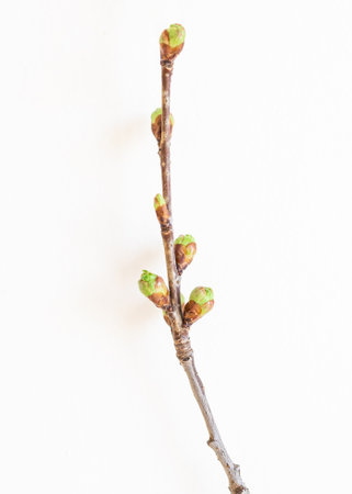 Branch of a tree with green buds on a white background.の写真素材
