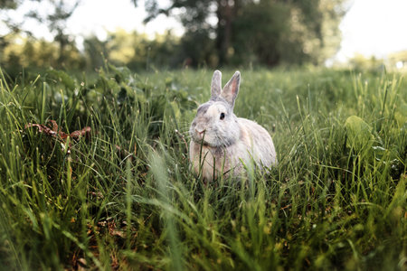 Gray rabbit on green grass. Home decorative rabbit outdoors. Little bunny. Easter bunny.の写真素材