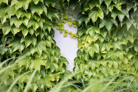 Green ivy leaves on a white wall in the garden with copy spaceの写真素材