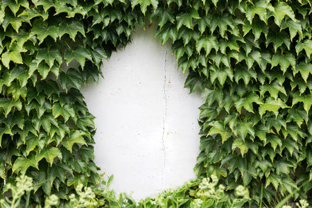 Green ivy on a white wall in the garden with copy spaceの写真素材