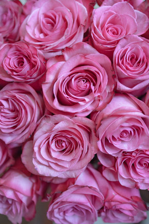 Rose Background. Colorful rose wall background.の写真素材
