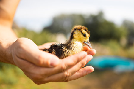 Little duckling in the hands of a man. Selective focus