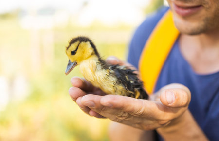 Young man holding a small yellow duckling in his hands. Selective focus.の写真素材