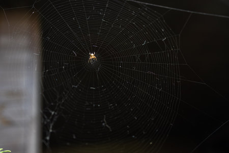 Spider on the web in the garden. Selective focus with shallow depth of field.の写真素材