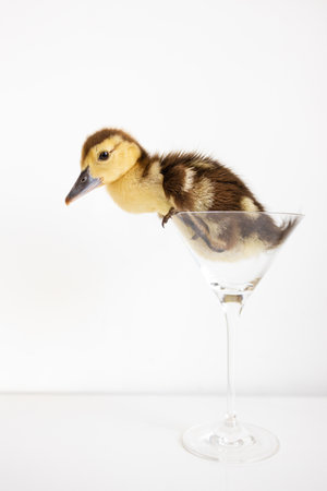 Duckling in a martini glass isolated on a white backgroundの写真素材