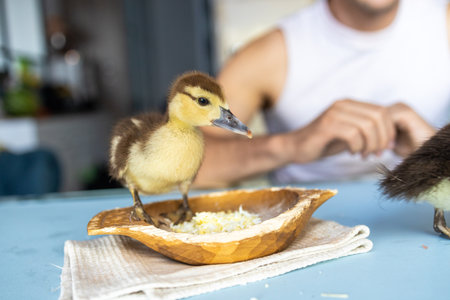 Two little ducklings eating with their owner on the table at home. Funny domestic pet.の写真素材