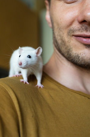 White rat sits on the mans shoulder and looks at the camera.の写真素材