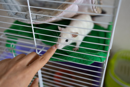 Cute rat in white wire cage. Pet care and domestic animals concept for design and print.の写真素材